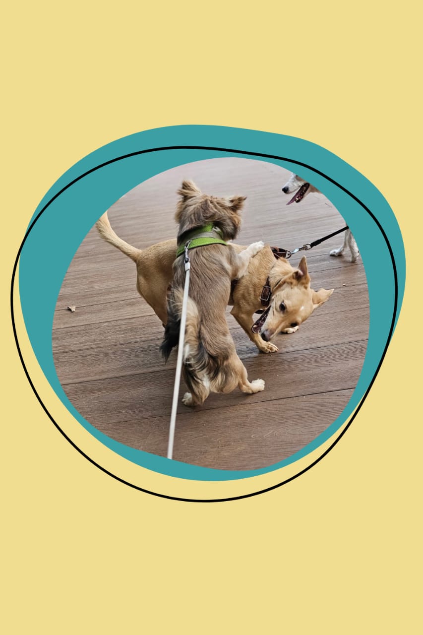 Cão feliz no passeio