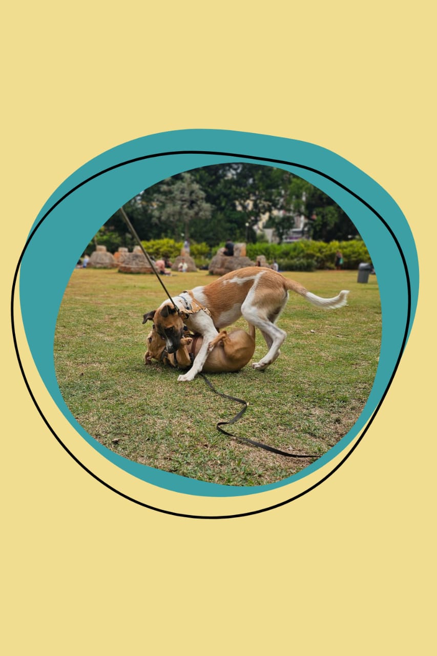 Brincadeiras no parque