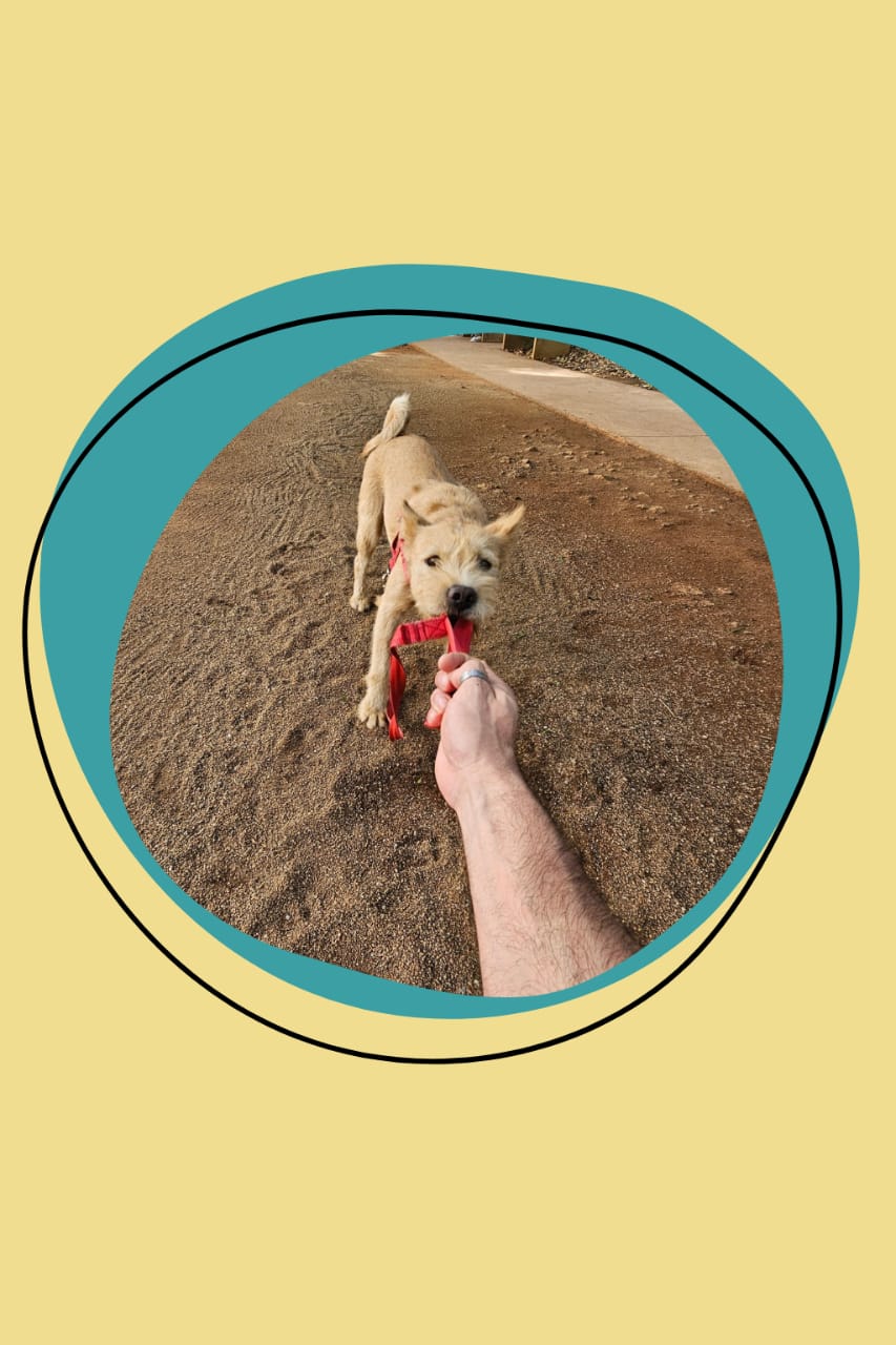 Amigos de quatro patas